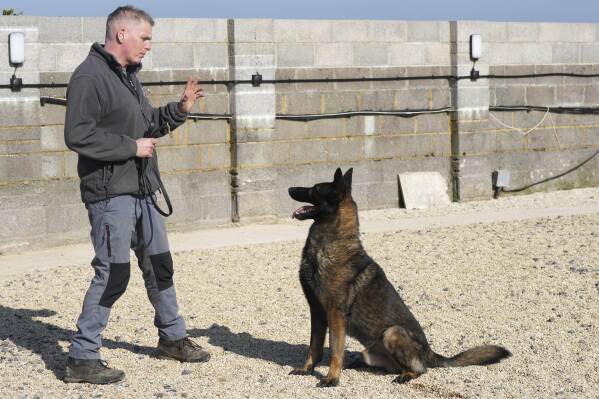 German Shepherd family protection dog Lobo listens to owner Alaster Bly at the Strapestone Kennels in Radstock, England, Wednesday, March 5, 2025 .(AP Photo/Frank Augstein)