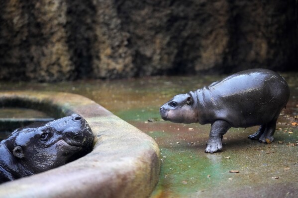 pygmy hippopotamus size