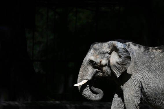 A female African elephant named Pupy stands in her enclosure at the Ecoparque in Buenos Aires, Argentina, Tuesday, March 25, 2025, as she is trained for her relocation to a sanctuary in Brazil. (AP Photo/Natacha Pisarenko)