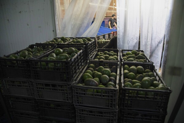 Avocados are stored in crates at a plant in Uruapan, Michoacan state, Mexico, Friday, Feb. 9, 2024. A lack of rain and warmer temperatures has resulted in fewer avocados being shipped from Mexico to the United States. (AP Photo/Armando Solis)