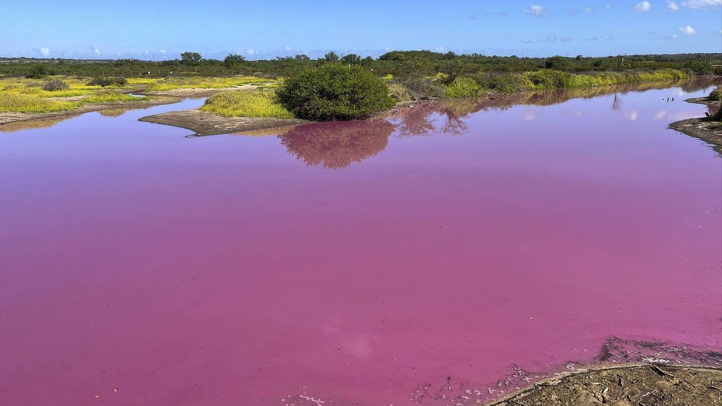 Wildlife refuge pond in Hawaii mysteriously turns bright pink. Drought may be to blame