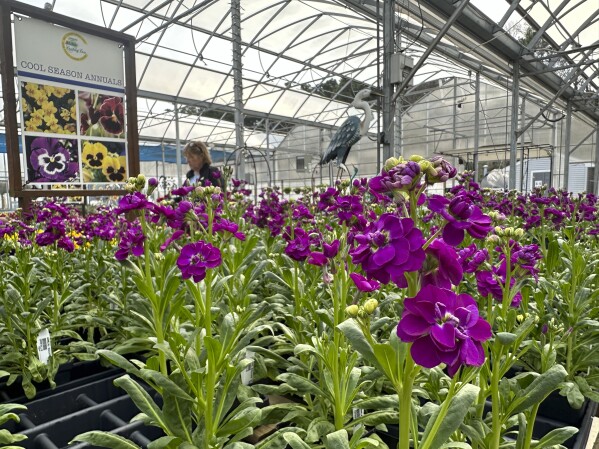 A person passes a display of plants at East Coast Garden Center, March 13, 2024 in Millsboro, Del. (AP Photo/Tassanee Vejpongsa)