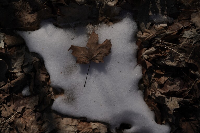 A sugar maple leaf rests on a patch of snow, Sunday, Feb. 25, 2024, in Rhinelander, Wis. (AP Photo/Joshua A. Bickel)