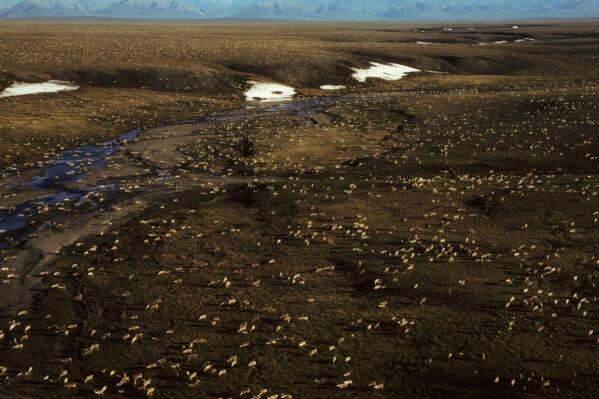 This undated aerial photo provided by U.S. Fish and Wildlife Service shows a herd of caribou on the Arctic National Wildlife Refuge in northeast Alaska. The Biden administration is suspending oil and gas leases in Alaska’s Arctic National Wildlife Refuge as it reviews the environmental impacts of drilling in the remote region.(U.S. Fish and Wildlife Service via AP)