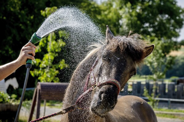 An Icelandic horse is sprayed with water at a stud farm in Wehrheim near Frankfurt, Germany, on a hot Saturday, July 8, 2023. (AP Photo/Michael Probst)