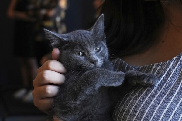 Mallika Sen holds Macaroni the kitten on Wednesday, June 4, 2025, at the Associated Press bureau in New York. (AP Photo/Mary Conlon)