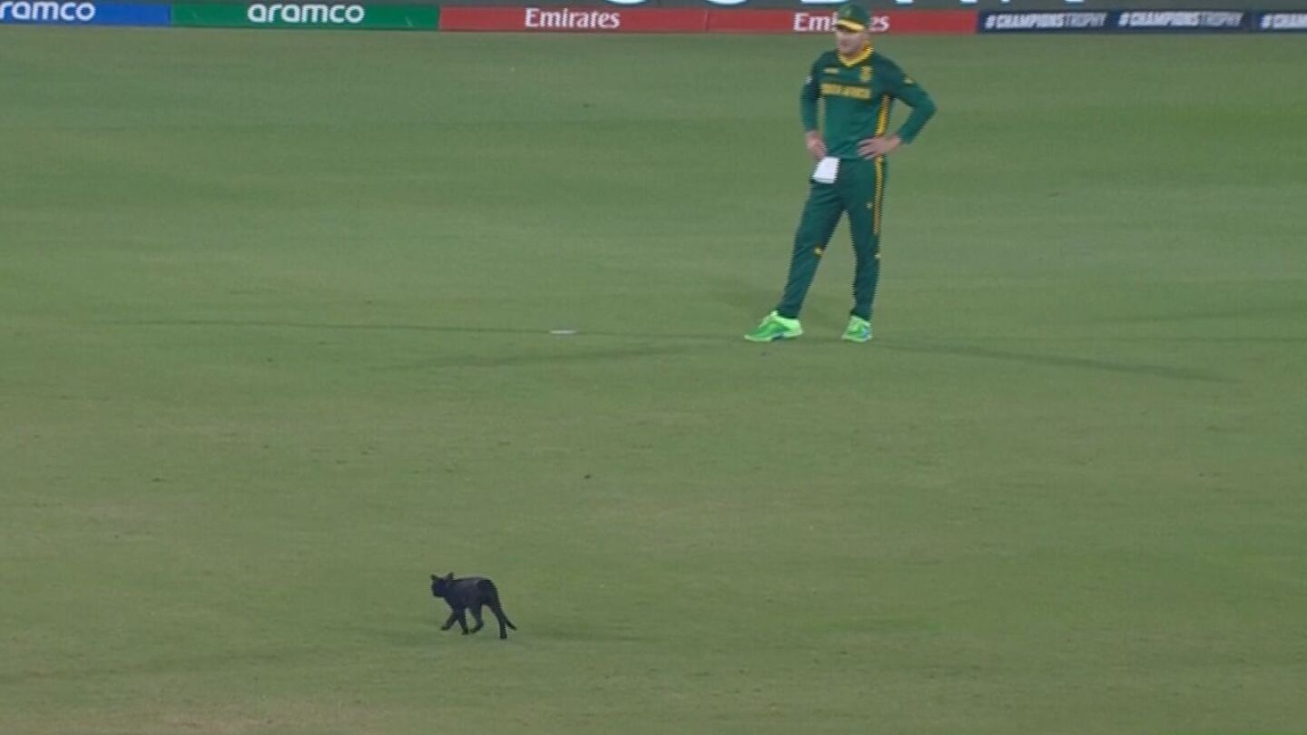 Purr-fect moment: Cat steals show at cricket match
