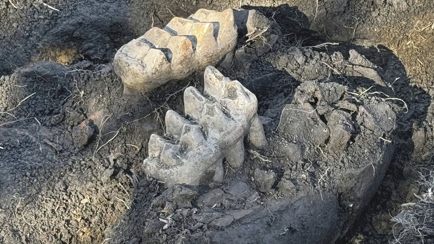 Backyard Gardening Unearths Prehistoric Surprise: Complete Mastodon Jaw Found in Upstate NY!
