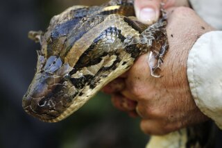 FILE- In this Wednesday, Oct. 23, 2019 file photo, a 14-foot, 95-pound, female Burmese python is held tightly by wildlife biologist Ian Bartoszek after he captured it in Naples, Fla. The Super Bowl committee and Florida environmental officials launched a contest on Friday, Jan. 10, 2020, for hunters to kill Burmese pythons, which are decimating the Everglades. (AP Photo/Robert F. Bukaty, File)