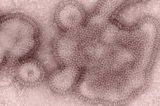 FILE - This 2011 electron microscope image provided by the Centers for Disease Control and Prevention shows H3N2 influenza virions. In January 2019, the flu season was shaping up to be one of the shortest and mildest in recent U.S. history. But a surprising second viral wave has just made it the longest, according to the flu statistics released on Friday, April 19, 2019. (Dr. Michael Shaw, Doug Jordan/Centers for Disease Control and Prevention via AP)