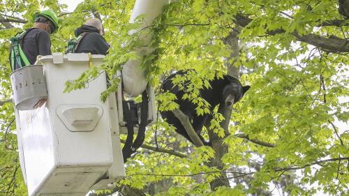 Michigan Department of Natural Resources Wildlife Biologist Steve Griffith prepares to fire a tranquilizer dart into a black bear in a tree outside of a home, Sunday, May 14, 2023 in Traverse City, Mich. Representatives from the Michigan Department of Natural Resources, DNR Conservation Officers, Traverse City Police, Traverse City Fire and Traverse City Light and Power were able to remove the bear after several tranquilizer darts with plans to relocate it. (Jan-Michael Stump/Traverse City Record-Eagle via AP)