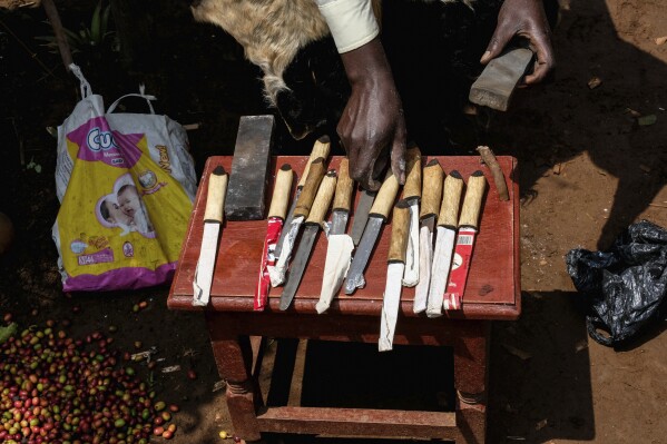 ImageTraditional circumcision knives are prepared by a surgeon a day before the launch of a ritual, known as Imbalu, at Kamu village in Mbale, Eastern Uganda, Friday, Aug. 2, 2024. (AP Photo/Hajarah Nalwadda)