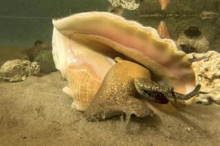 In this photo provided by the Florida Keys News Bureau, a conch emerges from its shell Thursday, Feb. 2, 2023, at Florida Keys Aquarium Encounters in Marathon, Fla. The marine mollusk reportedly saw its shadow, according to Aquarium Encounters' officials, as did famed groundhog Punxsutawney Phil when he emerged from his burrow Thursday. That escapade supposedly "predicts" six more weeks of winter weather for the U.S., although in the Keys winter temperatures average 77 degrees Fahrenheit during the day, according to the local National Weather Service Office. (Bob Care/Florida Keys News Bureau via AP)