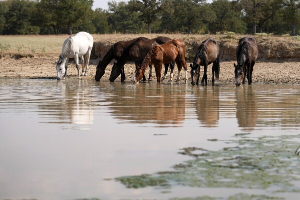 Horses take a drink on the property owned by Gilda Jackson in Paradise, Texas, Monday, Aug. 21, 2022. (AP Photo/Tony Gutierrez)