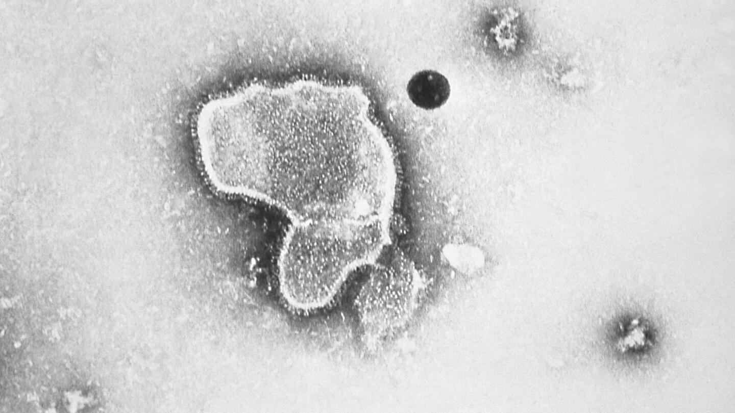 FDA panel narrowly backs Pfizer RSV vaccine for older adults