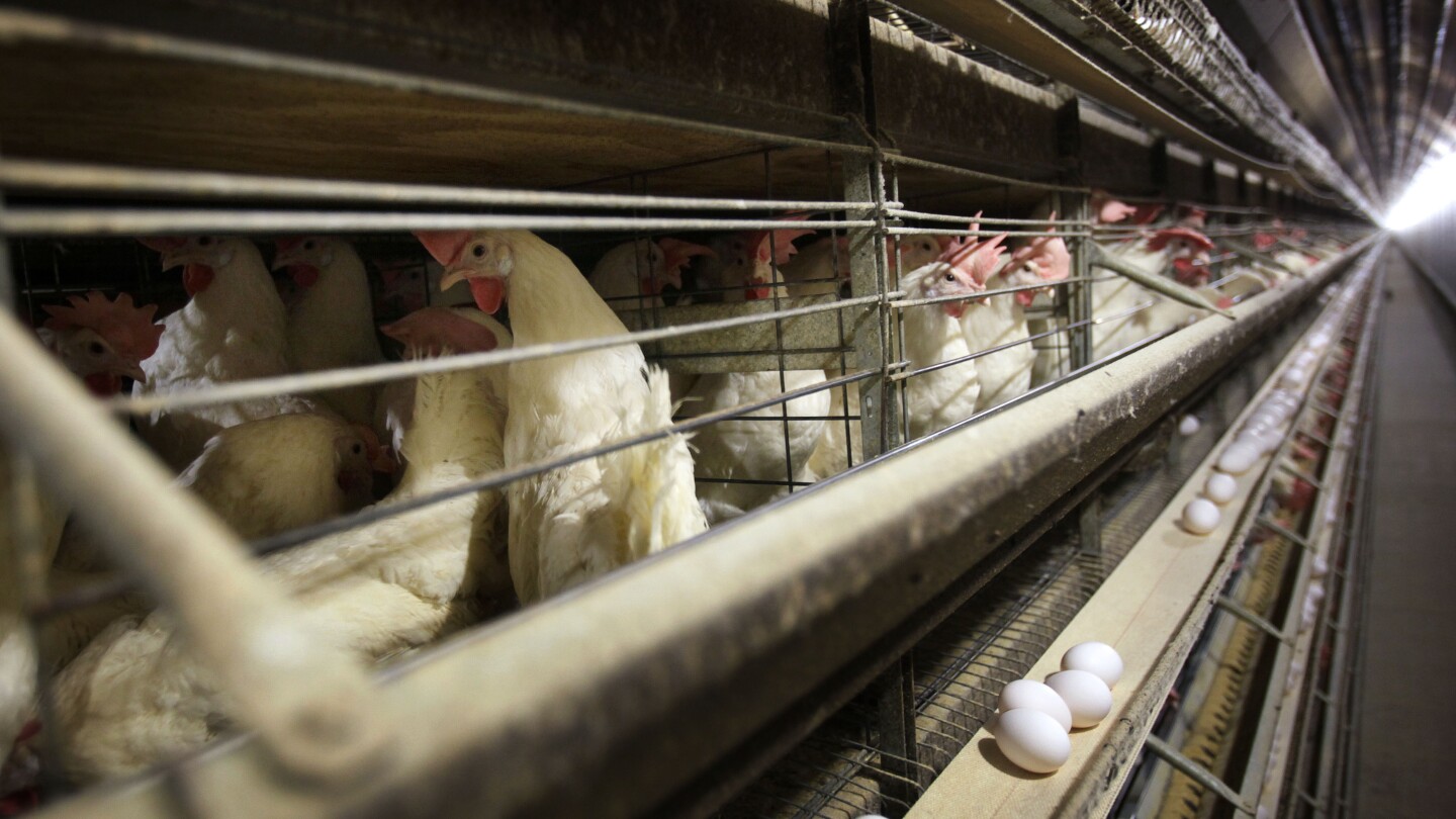 Farmers must kill 4.2 million chickens after bird flu hits Iowa egg farm