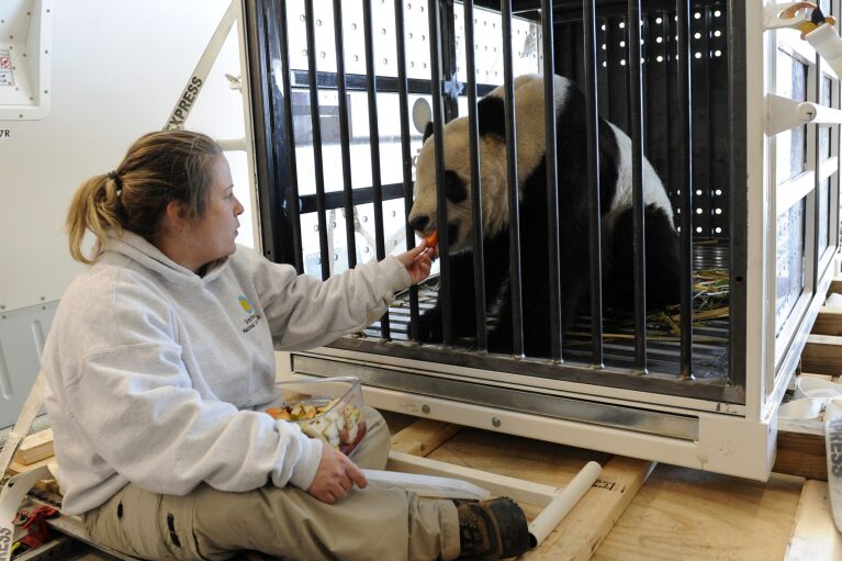FILE - Nicole Meese feeds giant panda Tai Shan on a cargo plane in Chantilly, Va., Feb. 4, 2010, before heading to China. (AP Photo/Susan Walsh, File)