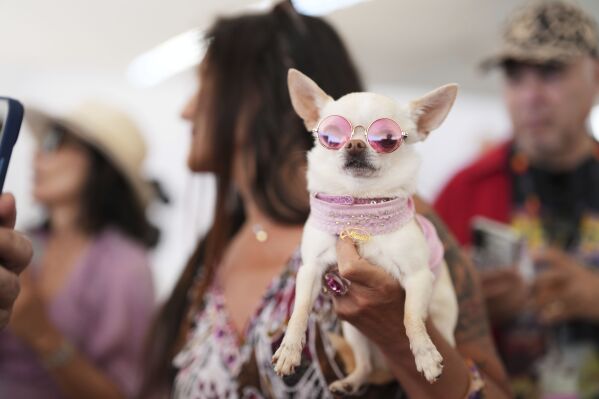Savana the dog attends the Palm Dog award ceremony at the 78th international film festival in Cannes, southern France, Friday, May 23, 2025. (AP Photo/Natacha Pisarenko)