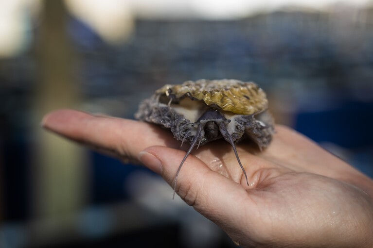 An employee of the HIK abalone farm holds an abalone snail near Hawston, South Africa, April 26, 2023. (AP Photo/Jerome Delay)