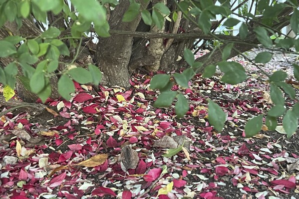 This Nov. 3, 2023, image provided by Jessica Damiano shows fallen leaves on Long Island, New York. Done properly, allowing leaves to remain on the soil is one of the best ways to turn yard waste into free fertilizer while keeping it out of the landfill. (Jessica Damiano via AP)