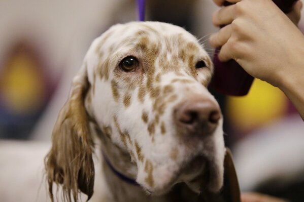 
              An English setter is prepared to compete at the 143rd Westminster Kennel Club Dog Show, Tuesday, Feb. 12, 2019, in New York. (AP Photo/Frank Franklin II)
            