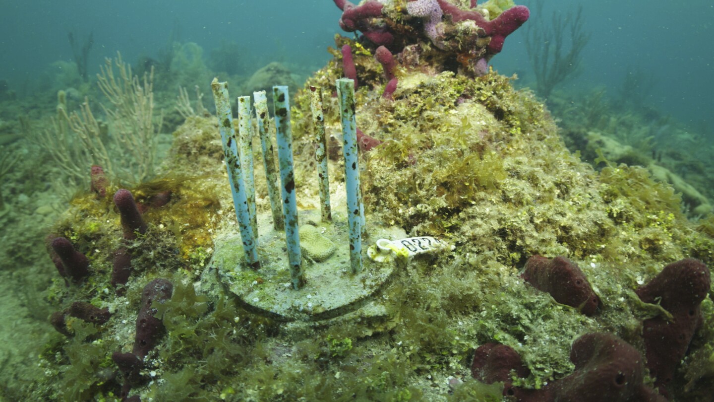 Учените се хващат за сламки, докато се опитват да защитят младите корали от гладни риби