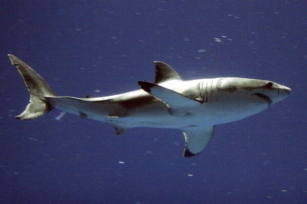 FILE - A great white shark swims at the Monterey Bay Aquarium's million-gallon, multi-species Outer Bay Exhibit, Wednesday, Sept. 15, 2004, in Monterey, Calif. Scientists with a Boston aquarium are encouraging beachgoers to report sightings of white sharks this holiday weekend after signs of shark bites were observed on multiple marine mammals. (AP Photo/Salinas Californian, Richard Green, file)