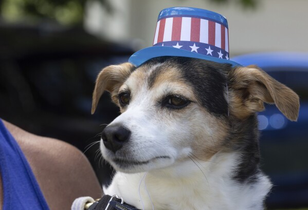 Harlow, a Jack Russell terrier, wears a national flag hat while watching a parade on June 9, 2024, in Waubeka, Wis. Old Glory is venerated annually in Waubeka, the small town that lays claim to the first Flag Day. (AP Photo/Teresa Crawford)