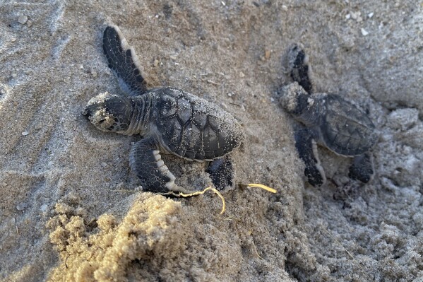 A pair of Green Sea Turtle hatchings make their way to the Atlantic Ocean in this Aug. 8, 2023, photo at the Canaveral Sea Shore in Cape Canaveral, Fla. By most measures, it was a banner year for sea turtle nests at beaches around the U.S., including record numbers for some species in Florida and elsewhere. Yet the positive picture for turtles is tempered by climate change threats, including higher sand temperatures that produce fewer males, changes in ocean currents that disrupt their journeys and increasingly severe storms that wash away nests. (Stella Maris/Florida Space Coast Office of Tourism via AP)