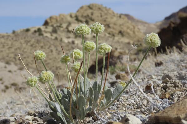 This photo provided by Patrick Donnelly and the Center for Biological Diversity, shows Tiehm's buckwheat, a rare wildflower, in the Nevada desert on May 29, 2021. The U.S. Fish and Wildlife Service said Thursday, June 3, 2021, an extremely rare wildflower that grows only in Nevada's high desert where an Australian mining company wants to dig for lithium should be protected under the Endangered Species Act. The agency outlined its intention to propose listing Tiehm's buckwheat as a threatened or endangered species in a court-ordered, finding of its overdue review of a listing petition conservationists filed in 2019. (Patrick Donnelly/Center for Biological Diversity via AP)