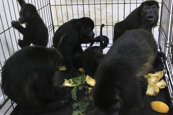 Howler monkeys sit in a cage at a veterinarian clinic after they were rescued amid extremely high temperatures in Tecolutilla, Tabasco state, Mexico, Tuesday, May 21, 2024. Dozens of howler monkeys were found dead in the Gulf coast state while others were rescued by residents who rushed them to a local veterinarian. (AP Photo/Luis Sanchez)