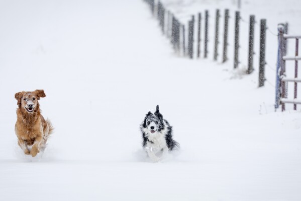 Daisy, left, and Maggie race through fresh snow near Cremona, Alberta, Tuesday, Oct. 24, 2023, after the first snowfall of the season. (Jeff McIntosh/The Canadian Press via AP)
