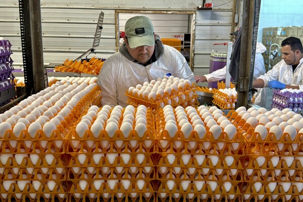 A worker moves crates of eggs at the Sunrise Farms processing plant in Petaluma, Calif., on Thursday, Jan. 11, 2024, which has seen an outbreak of avian flu in recent weeks. (AP Photo/Terry Chea)