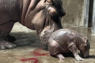 In this photo provided by the Cincinnati Zoo & Botanical Garden, Bibi, a 23-year-old hippopotamus, stands by her new baby, born Wednesday, Aug. 3, 2022. The staff at the zoo discovered the calf's mother was pregnant around April Fool's Day. It came as a surprise because she was on birth control. (Cincinnati Zoo & Botanical Garden via AP)