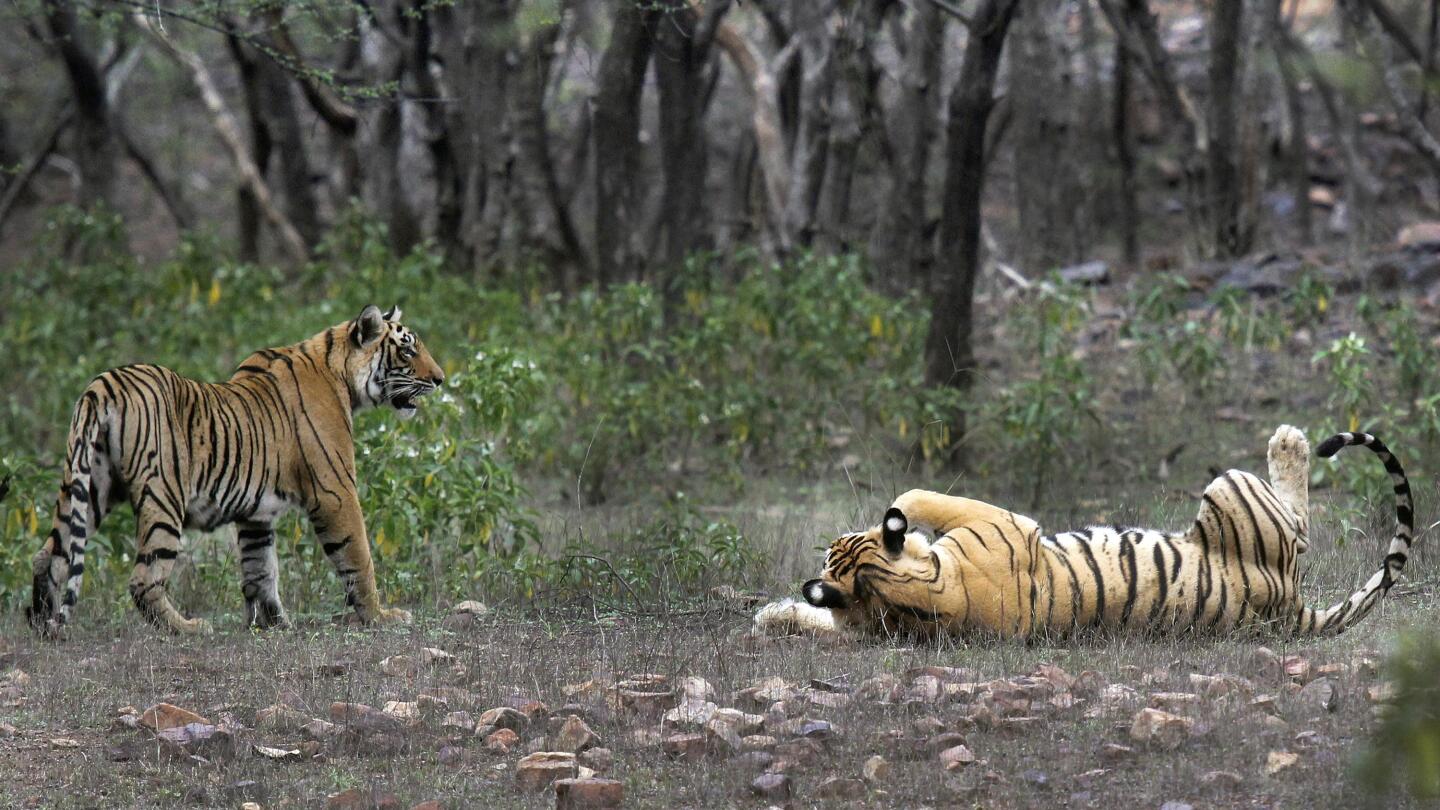 Understanding Tiger Stripes - Significance and Meanings - Tiger Safari in  India