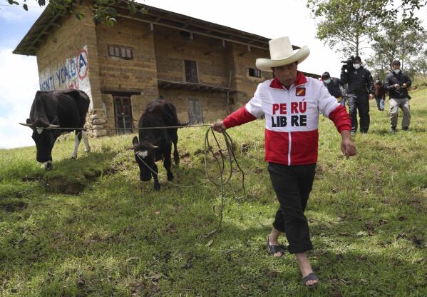 FILE - Then presidential candidate Pedro Castillo leads his cows for feeding as journalists follow, in Chugur, Peru, April 15, 2021. Castillo’s election in 2021 brought hopes for change in Peru’s unstable and corrupt political system, but the impoverished rural teacher and political neophyte has found himself engulfed in impeachment votes and corruption allegations. (AP Photo/Martin Mejia, File)