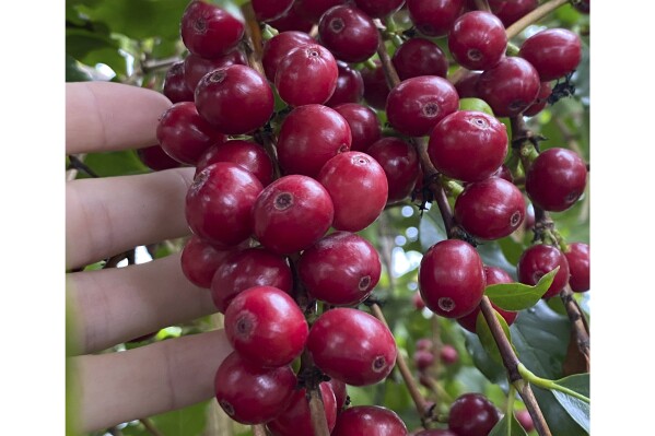 This image provided by Logee's Plants for Home & Garden shows a cluster of ripe cherries on a coffee (Coffea arabica) plant. The cherries contain seeds, or beans, which can be roasted or toasted for brewing into coffee. (Logee's Plants for Home & Garden / logees.com via AP)