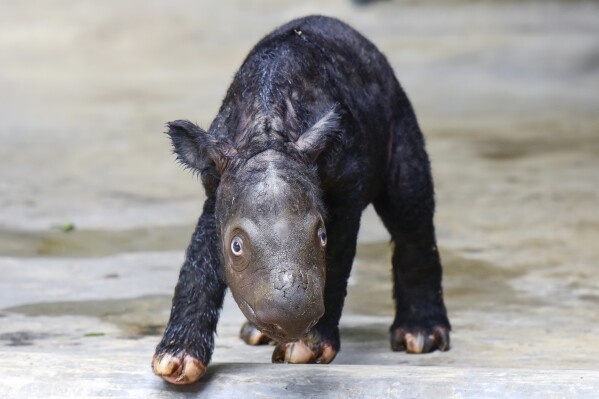 A Sumatran rhino calf born in Indonesia adds to an endangered species