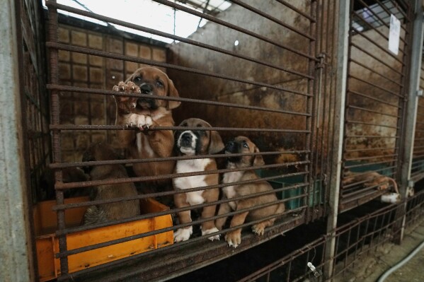 Dogs are seen in a cage at a dog farm in Pyeongtaek, South Korea, Tuesday, June 27, 2023. Dog meat consumption, a centuries-old practice on the Korean Peninsula, isn't explicitly prohibited or legalized in South Korea. But more and more people want it banned, and there's increasing public awareness of animal rights and worries about South Korea’s international image. (AP Photo/Ahn Young-joon)