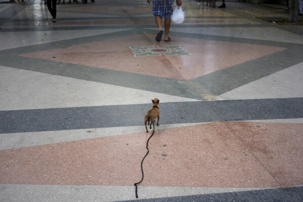 A dog on a leash walks behind its owner in Havana, Cuba, Saturday, Sept. 28, 2024. (AP Photo/Ramon Espinosa)