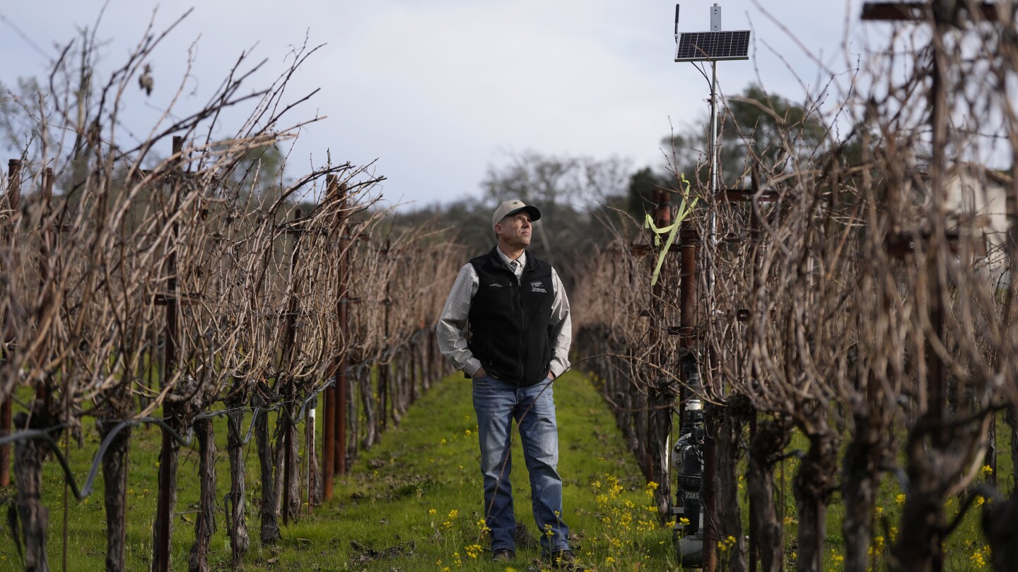 Revolutionizing the Wine Industry: How AI is Transforming Vineyards