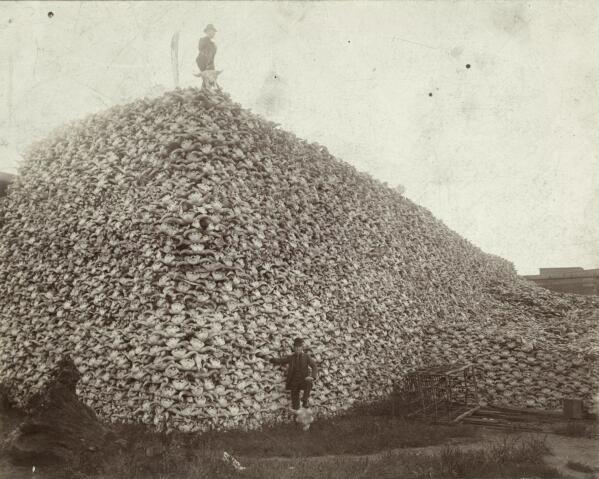 In this 1892 photo made available by the Burton Historical Collection, Detroit Public Library, a man stands atop a pile of buffalo skulls as another rests his foot on one at a glue factory in Rougeville, Mich. (Burton Historical Collection, Detroit Public Library via AP)