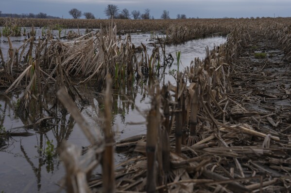 Water following a rain event stands in a corn field, Tuesday, April 9, 2024, in Sabina, Ohio. (AP Photo/Joshua A. Bickel)