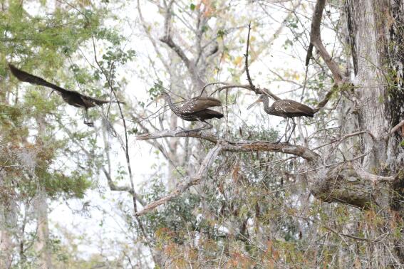 This photo, provided by Delaina LeBlanc,miigratory birds coordinator for the Barataria-Terrebonne National Estuary Program, shows speckled limpkins at Lake LeBoeuf in Louisiana on Dec. 27, 2021. LeBoeuf and Nicholls State University graduate students Shasta Kamara and Casey Greufe are conducting Louisiana's first census of the bird, which is widespread in South America but in the U.S. is known to live only in Florida and south Georgia.  (Delaina LeBlanc via AP)