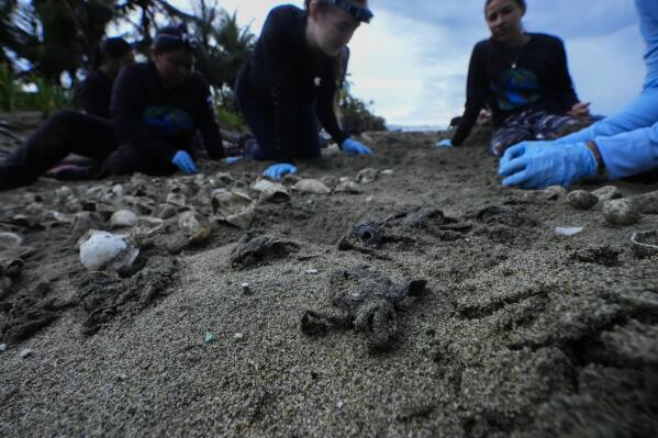 Dead hatchlings of leatherback turtles lie on sand while members of The Leatherback Project study its contents on a beach Armila, Panama, early Sunday, May 21, 2023. Sea turtles in Panama now have the legal right to live in an environment free of pollution and other detrimental impacts caused by humans, a change that represents a different way of thinking about how to protect wildlife. (AP Photo/Arnulfo Franco)
