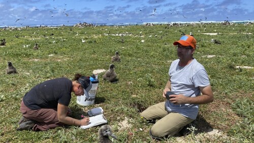 FILE- In this photo provided by the Pacific Rim Conservation, wildlife workers relocate Tristram's storm petrels on Hawaii's Tern Island, on March 29, 2022. U.S. officials on Friday, June 30, 2023, said they will make it easier for scientists to relocate plants and animals outside their historical ranges as a last resort to save species threatened with extinction by climate change. (L. Young/Pacific Rim Conservation via AP)