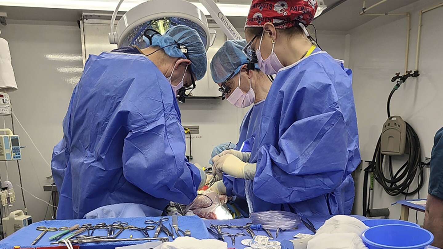 Хирурзите прикрепиха външно черен дроб на прасе към човешко тяло