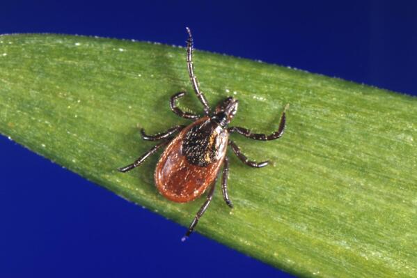 FILE - This undated photo provided by the U.S. Centers for Disease Control and Prevention (CDC) shows a blacklegged tick, which is also known as a deer tick. Ticks will be more active than usual early in spring 2023, and that means Lyme disease and other tick-borne infections could spread earlier and in greater numbers than in a typical year. Ticks can transmit multiple diseases that sicken humans, and deer ticks, which spread Lyme, are a day-to-day fact of life in the warm months in New England and the Midwest. (CDC via AP, File)