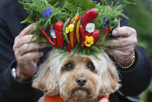 Claire Myers-Lamptey wears a hat by Mathew Eluwande for Nature Recovery, for communities to embrace re-wilding as she looks through a display at the RHS Chelsea Flower Show in London, Monday, May 19, 2025. (AP Photo/Kirsty Wigglesworth)
