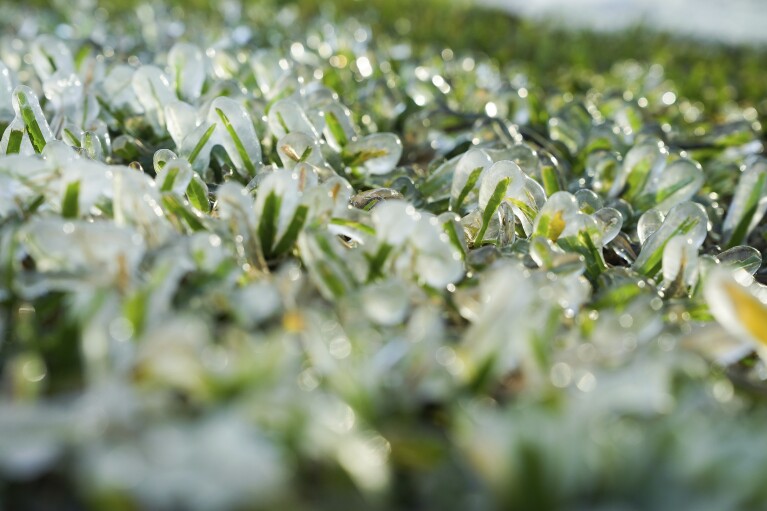 Blades of grass are frozen in water as water shoots out of an above-ground pipe on Shepherd Dual carriageway throughout freezing temperatures on Tuesday, Jan. 16, 2024 in Houston. (Elizabeth Conley/Houston Myth by the expend of AP)